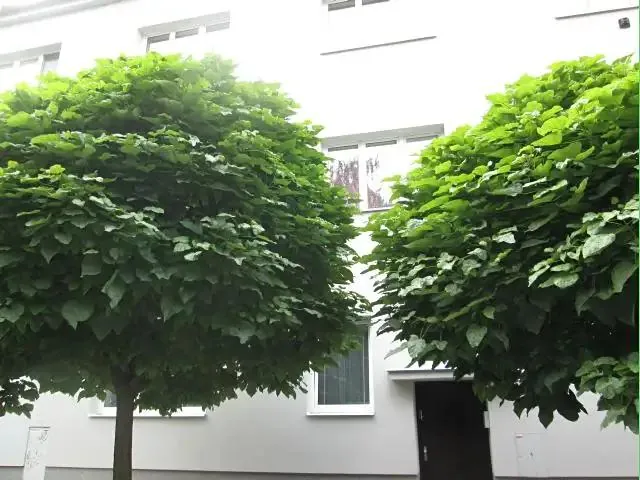 1+1, Dvořákova, Prostějov, Olomoucký kraj